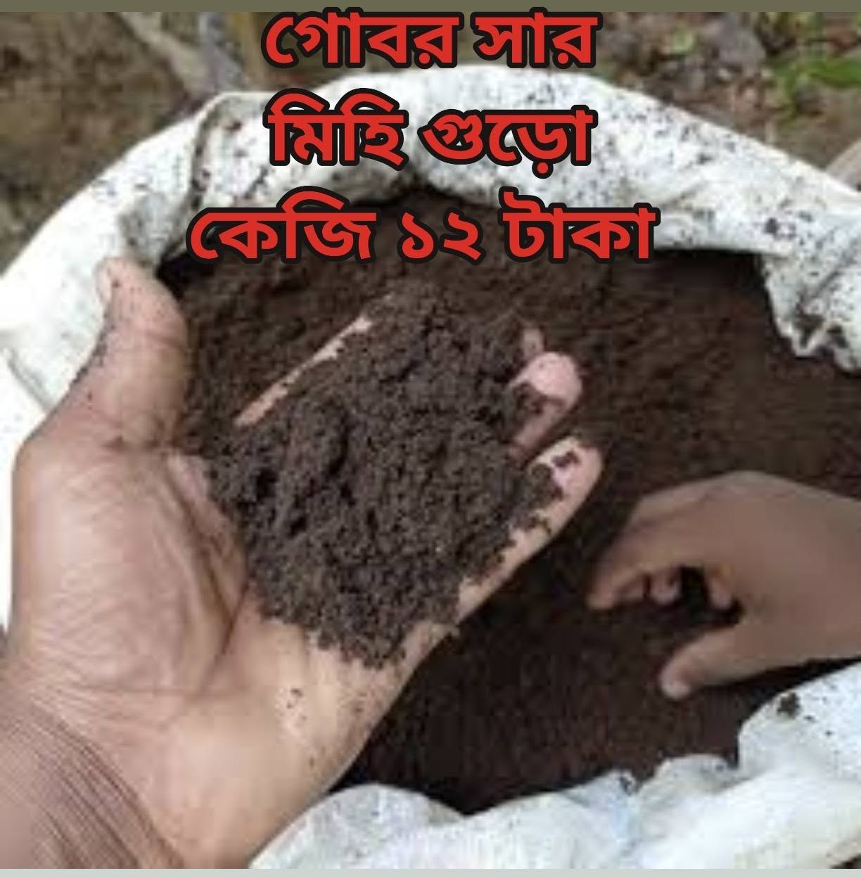 গোবর সার (গুড়া)